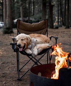 a dog laying in a chair next to a campfire