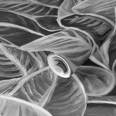 black and white photograph of an abstract plant