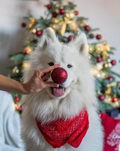 a white dog wearing a red bandana and chewing on a christmas ornament