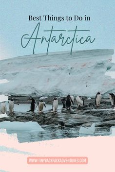 Let these stunning cruise photography shots inspire your Antarctica travel dreams! From marine mammals to penguin species, explore the Antarctica aesthetic in ways you’ve never imagined. This is a top destination for solo travel and one of the must-visit places in the world. Perfect for those seeking solo vacation vibes and the ultimate solo trip aesthetic! Solo Trip Aesthetic, Antarctica Aesthetic, Cruise Photography, Silversea Cruises, Antarctica Travel, Solo Vacation, Penguin Species, Trip Aesthetic, Pack Like A Pro