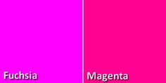 fuchsia magenta and magenta blue are the two colors in this image