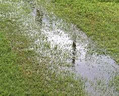 an animal that is standing in the grass near some water and grass with it's tail sticking out