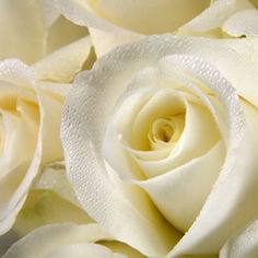 white roses with water droplets on them are close up and textured to the camera