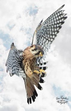 a bird flying through the air with it's wings spread