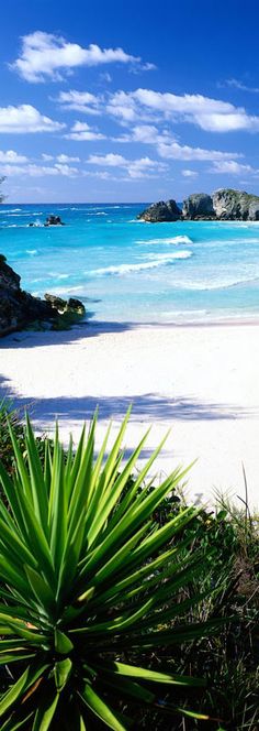 a beach with blue water and green plants in the foreground on a sunny day