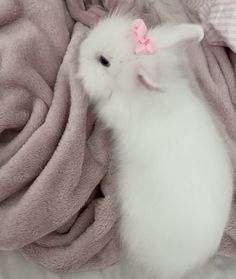 a small white rabbit with a pink bow on its head is curled up in a pile of blankets