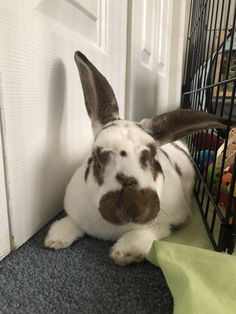 a white and brown rabbit sitting in front of a cage