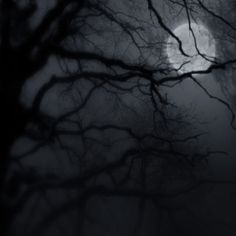 a full moon is seen through the branches of a tree in front of a dark sky