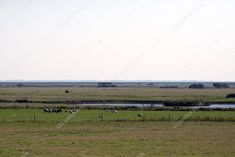 sheep grazing in an open field next to a river