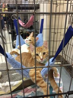 two cats in a cage one is orange and the other is white