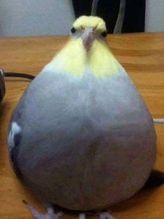 a yellow and gray bird sitting on top of a wooden table next to a computer mouse