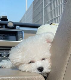 a small white dog resting its head on the back seat of a car with it's eyes closed