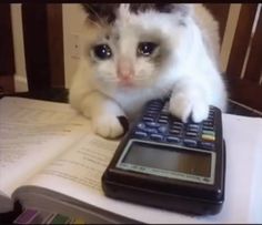 a cat sitting on top of a book next to a calculator