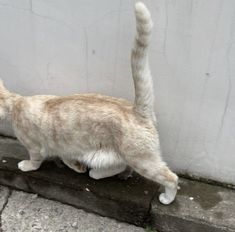 a cat is walking on the sidewalk near a wall and looking at something in the air