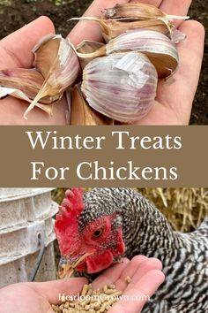 a person holding some food in their hand and the words winter treats for chickens above it