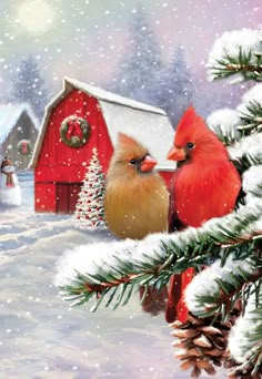 Cardinals on Snowy Branch by Red Barn Christmas Card Christmas Birds, Merry Christmas Pictures, Christmas Paintings On Canvas, Christmas Scenery, Christmas Artwork, Christmas Cardinals, Advocate Art, Christmas Bird, Cardinal Birds