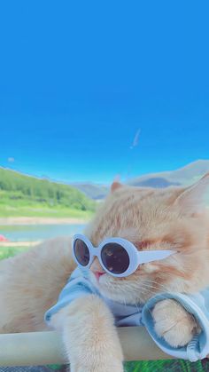 an orange cat wearing sunglasses and sitting on a chair