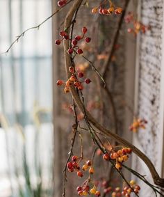 red berries are hanging from a branch in front of a brick wall and window sill