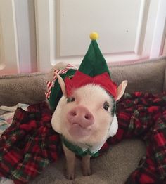 a small pig wearing a christmas hat and scarf