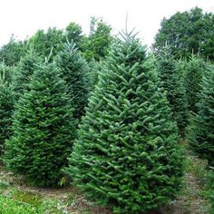 a row of christmas trees in a field