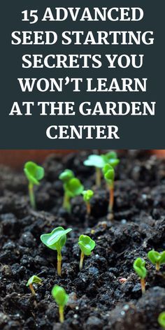 seedlings growing in soil with the words 15 advanced seed starting secrets you won't learn at the garden center