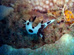 a black and white sea slug on the bottom of an ocean bed