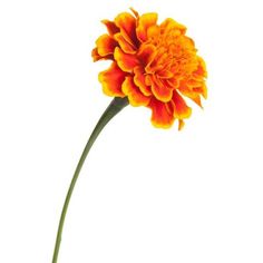 an orange flower is in a vase on a white background