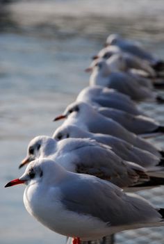 a row of seagulls sitting on the edge of a body of water with their beaks open