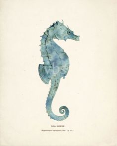 a blue sea horse standing upright on its hind legs