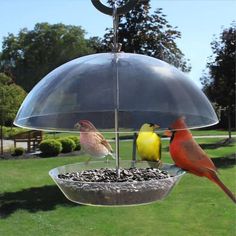 three birds sitting on top of a bird feeder