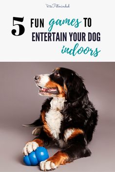 a dog playing with a blue ball in front of the words 5 fun games to entertain your dog indoors