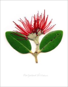 a red flower with green leaves on it