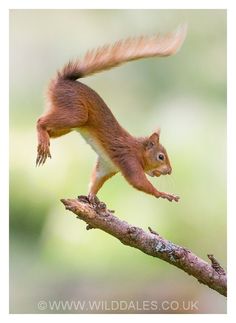 a red squirrel on a branch with its tail in the air and it's legs spread out