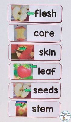 apple word wall cards and additional ideas for teaching the parts of an apple including science experiments & crafts #apple #apples #applescience #appleactivities Parts Of An Apple, Preschool Apple Activities, Apple Crunch, O Block