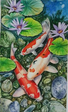 two koi fish are swimming in the pond with lily pads and water lilies