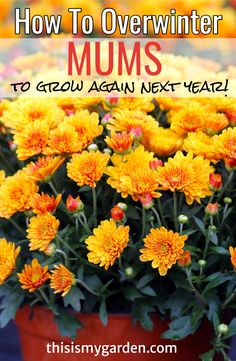 yellow flowers with text overlay how to overwinter mums to grow again next year