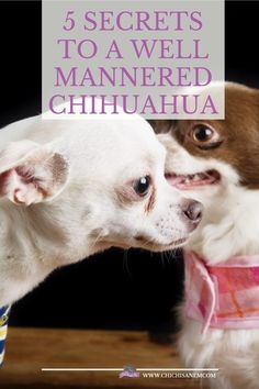 two small dogs with their heads touching each other's noses and the words, 5 secrets to a well - mannered chihuahua