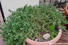 a potted plant with green leaves on the ground next to a brick wall and fence