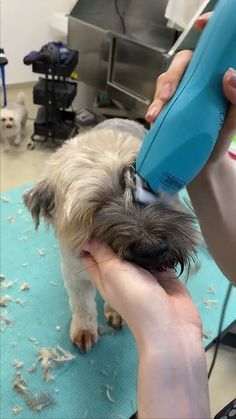 a small dog being groomed by a person with a hair dryer on it's head