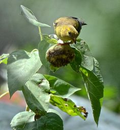 a small bird perched on top of a green leafy tree