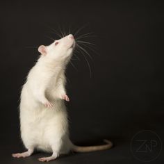 a white rat standing on its hind legs