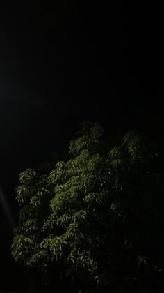 the street light is lit up in the dark night sky above some trees and bushes