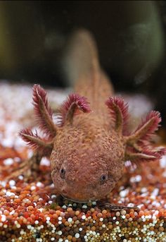 a close up of a small animal on a surface with gravel and other things in the background