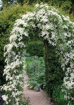 a garden with lots of white flowers on it's arch in the middle of trees