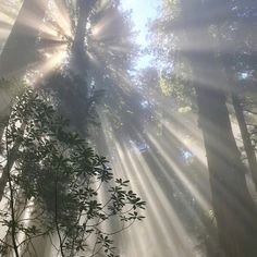 the sun is shining through the trees in the forest