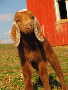 a small brown goat standing on top of a grass covered field next to a red barn