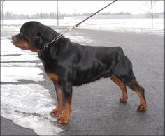 a large black and brown dog standing on top of snow covered ground with a leash