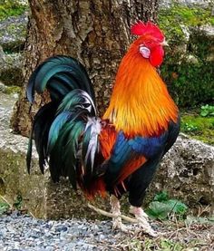 a rooster standing next to a tree with christmas lights