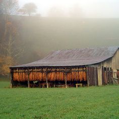 Farm Crops, Morning Mountain, High Quality Photography, Aerospace Design, Farm Images, Country Bumpkin, Mountain City, Quality Photography, Farm Kids