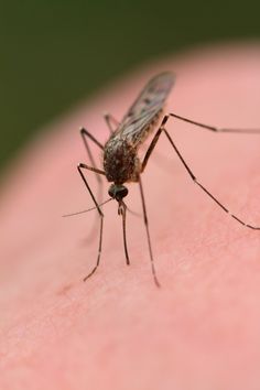 a mosquito on the skin of someone's arm